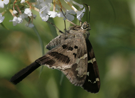 Long-tailed Skipper